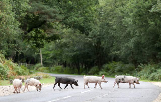 Pigs on the hunt for acorns during Pannage