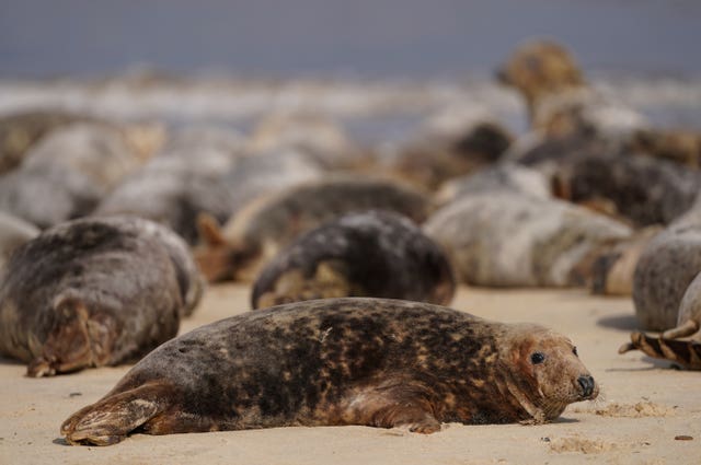 Atlantic grey seal annual moult – Norfolk