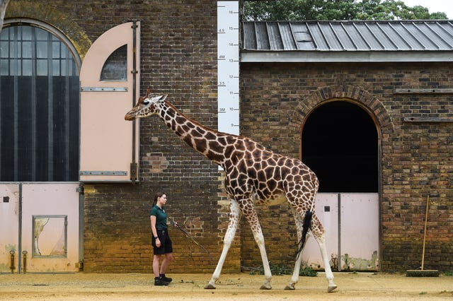 Keeper Maggie measures a giraffe during the annual weigh-in at ZSL London Zoo 