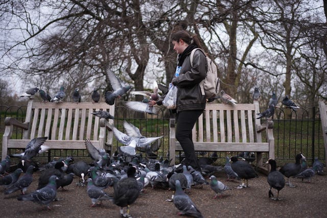 A woman feeds the pigeons and other birds in St James’s Park