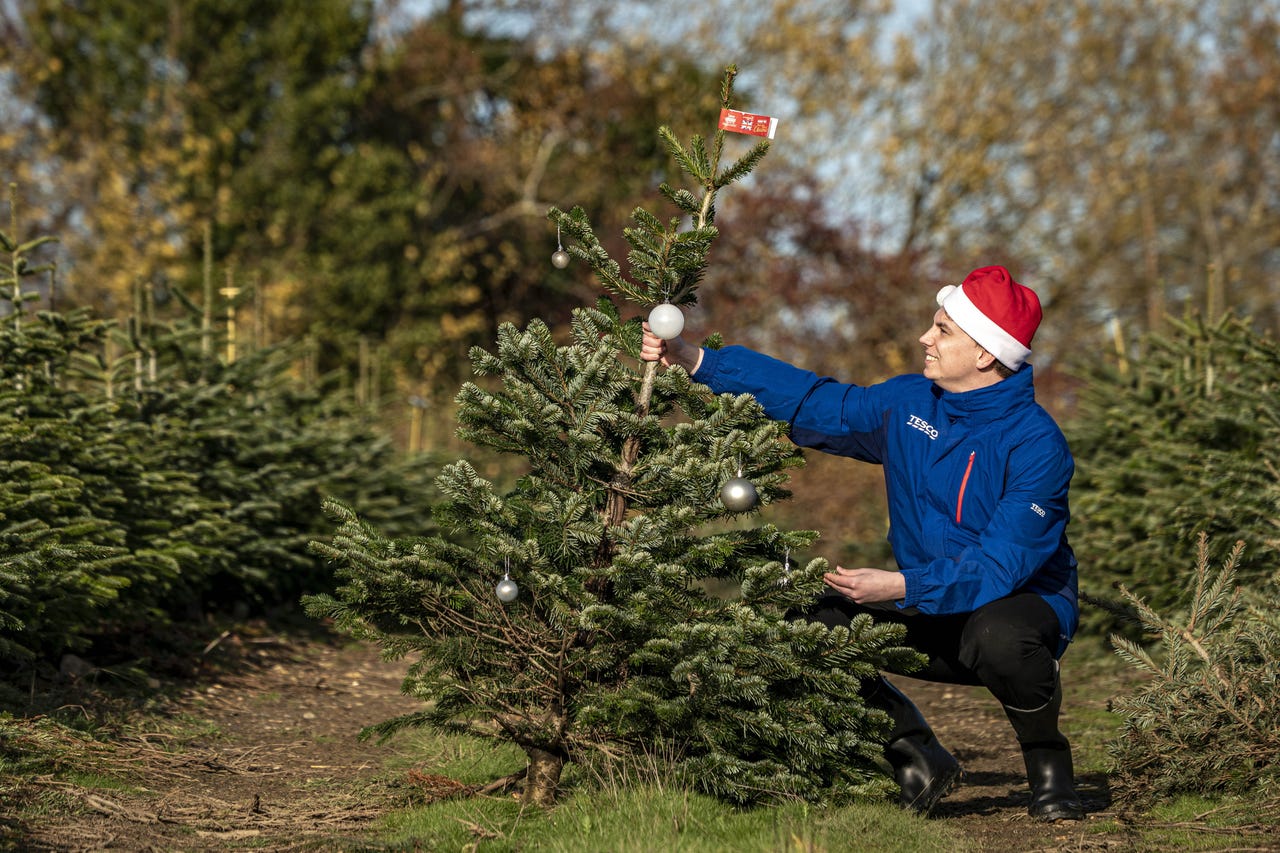 Tesco to give away hundreds of ‘wonky’ Christmas trees | LBC