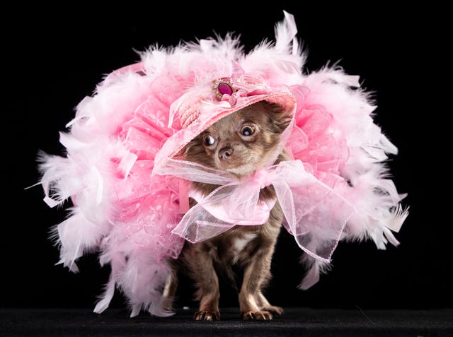 Show mascot Genevieve the Long Coat Chihuahua wearing a fairy dress