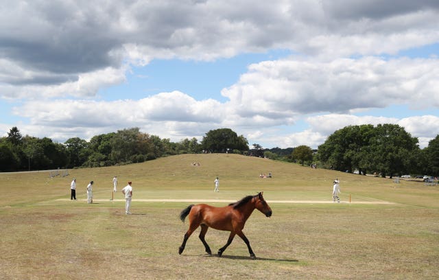 A pony brings play to a halt after wandering on to the field at Lyndhurst and Ashurst Cricket Club in the New Forest. The temporary delay caused by the wild animal came as club cricket matches returned during a summer of disruption caused by Covid-19 . Preparation for the friendly match against Sway at Boltons Bench, near Lyndhurst included players removing droppings from the pitch