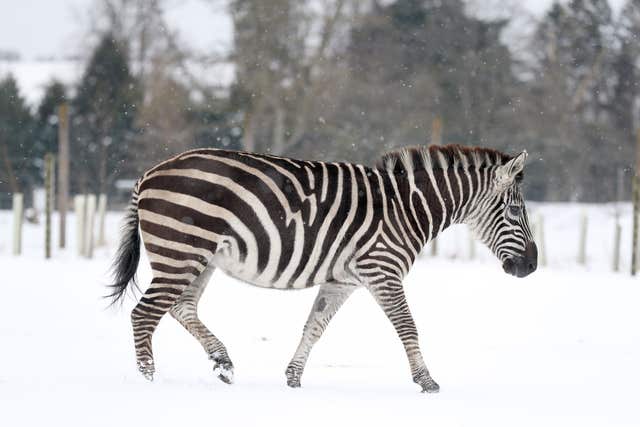 A zebra in the snow (Andrew Milligan/PA)