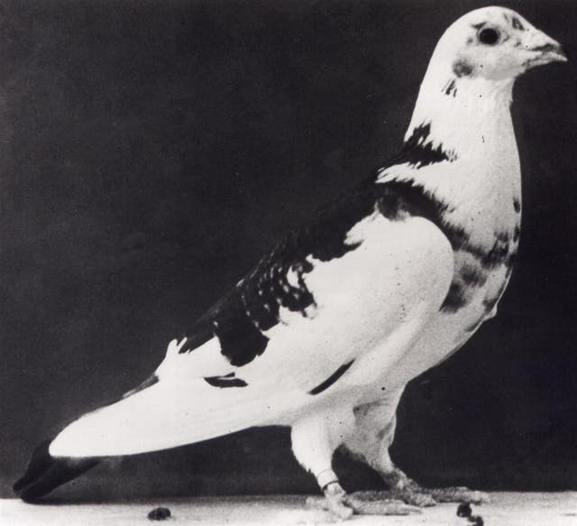 Gustav the pigeon 