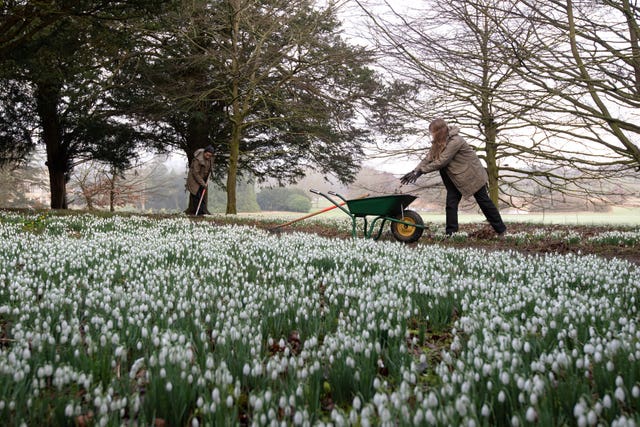Audley End House snowdrops