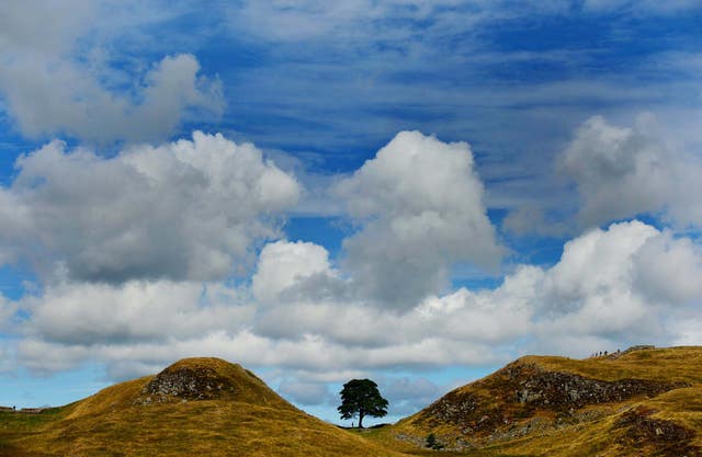 The tree at Sycamore Gap 