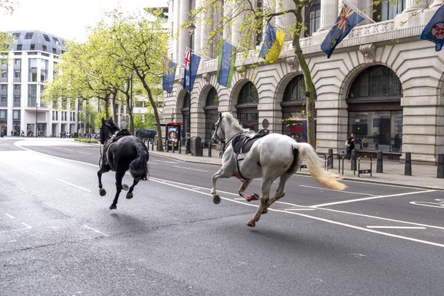 Two horses on the loose bolt through the streets of London near Aldwych 