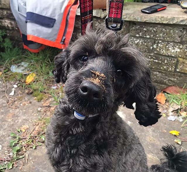 A black poodle with sand on its nose