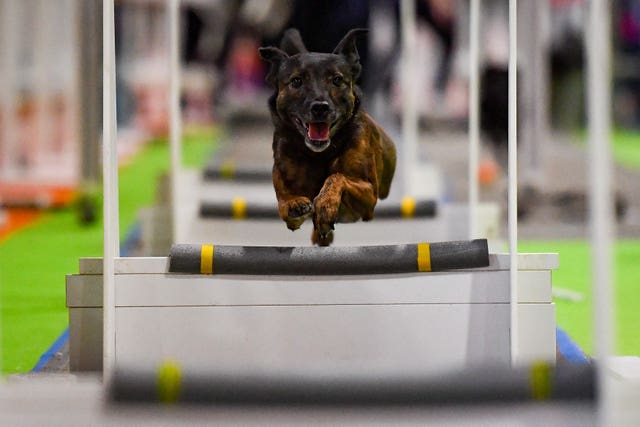 Dog on fly-ball course