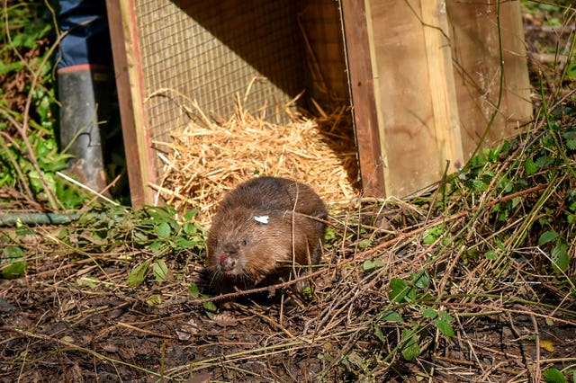 Eurasian beavers released