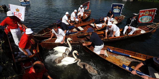 The annual Swan Upping, the counting of the Queen’s swans (Fiona Hanson/PA)