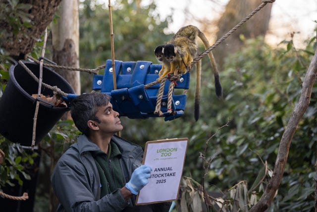 A zookeeper counts squirrel monkeys during the annual stocktake at ZSL London Zoo