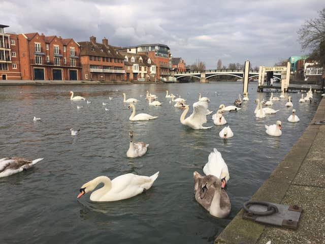 Swans on the River Thames near Windsor 