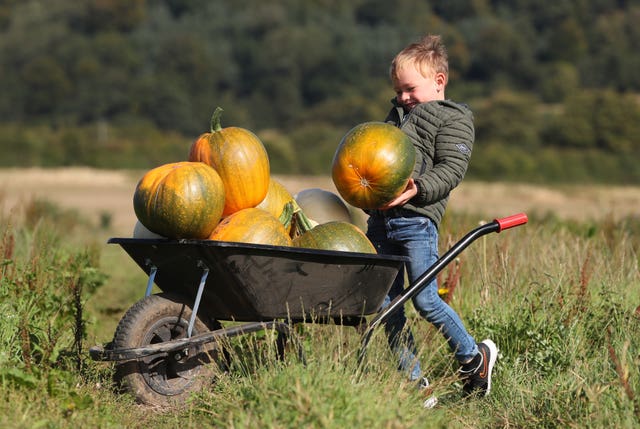 Pumpkin fields