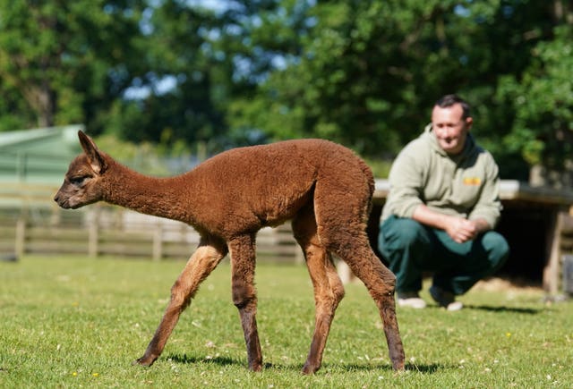 Baby alpaca