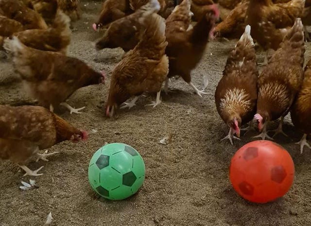 Hens playing football