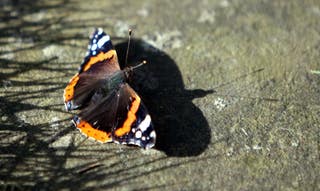 Red admiral