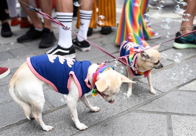 Dogs at Belfast Pride 2018