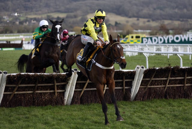 Sir Gino was denied an outing in the Triumph Hurdle