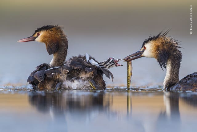 Wildlife Photographer of the Year 2020 winners