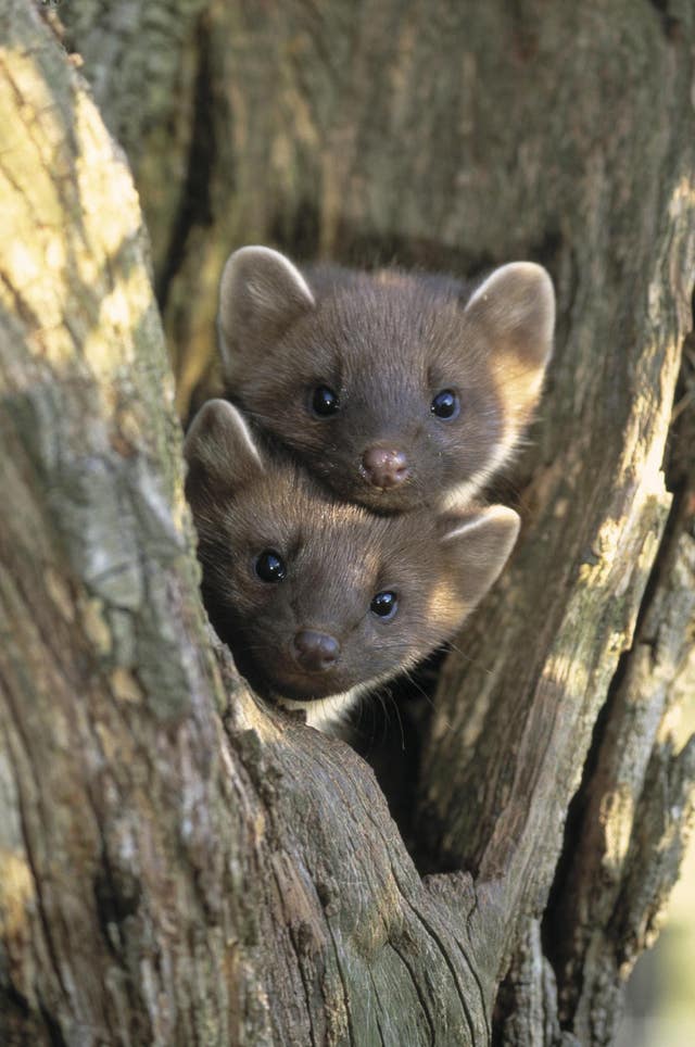 Pine marten