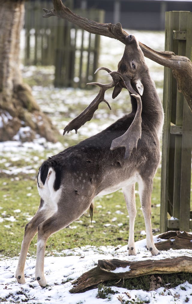 Fallow deer in Greenwich Park, London, as the cold snap continues