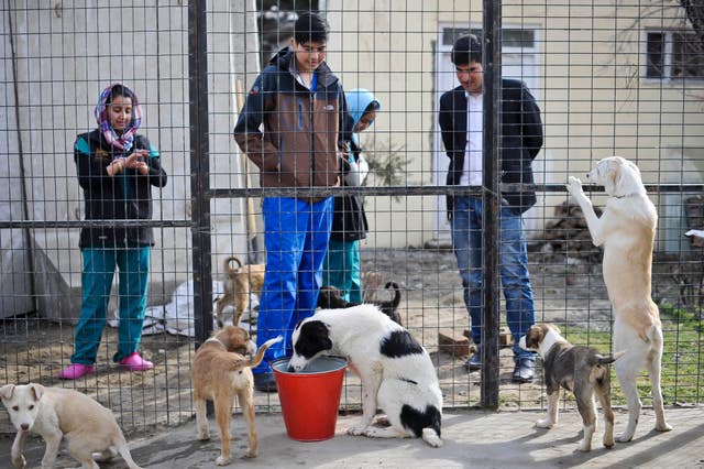 Afghanistan Nowzad Dogs charity