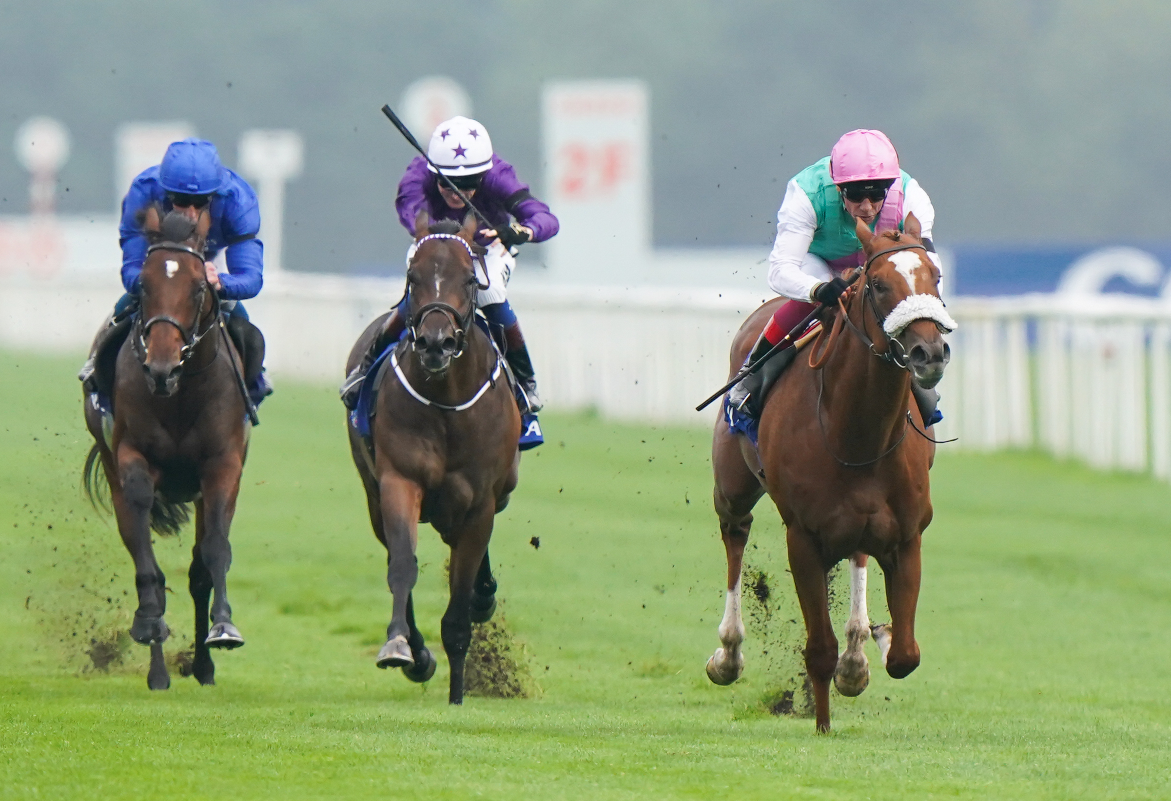 Indestructible (purple, centre) will take on Chaldean (right) once again at Royal Ascot