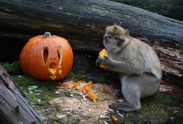 A macaque eats a piece of pumpkin at Blair Drummond Safari Park