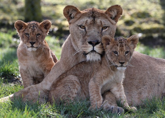 Lion cubs