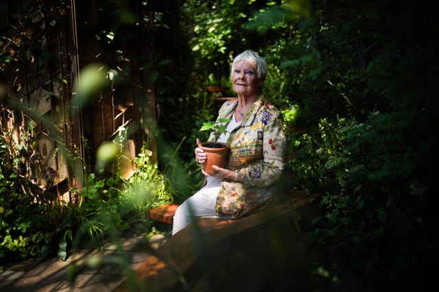 Judi Dench sits in the Octavia Hill garden at the Chelsea Flower Show holding a pot with a seedling from the Sycamore Gap tree