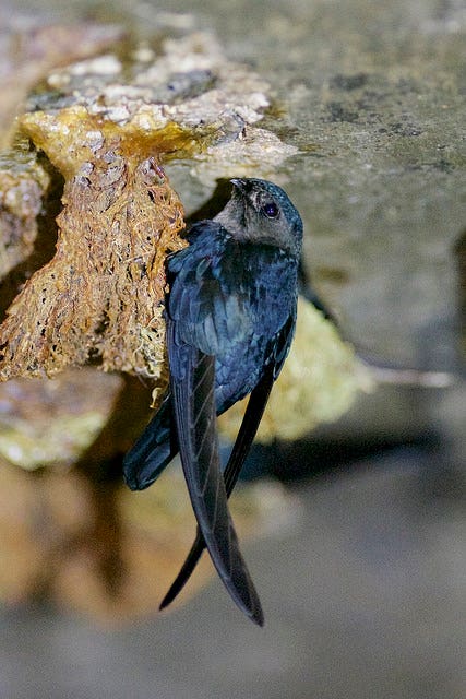 A glossy swiftlet in Malaysia