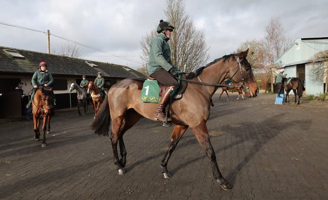 Allaho before morning exercise at Willie Mullins’ yard 