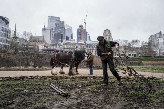 Shire horses called William and Joey from Hampton Court Palace, plough the moat at the Tower of London