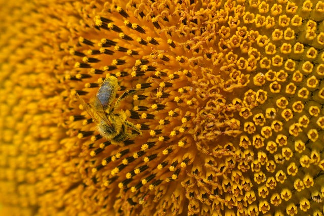 A honeybee feeds on sunflowers in bloom