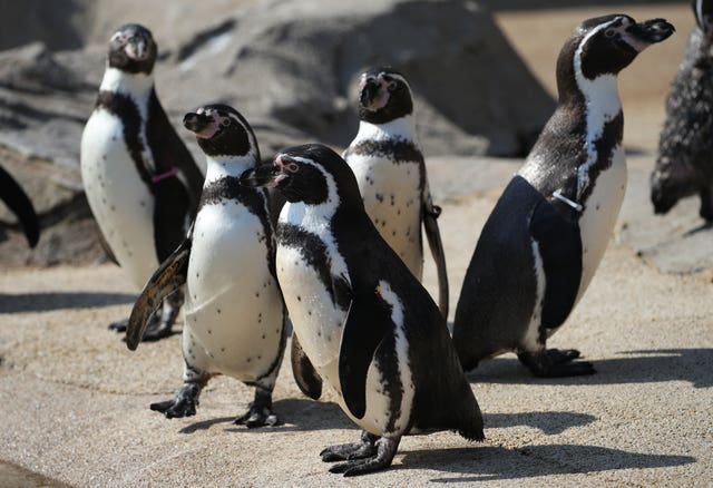 Humboldt penguins