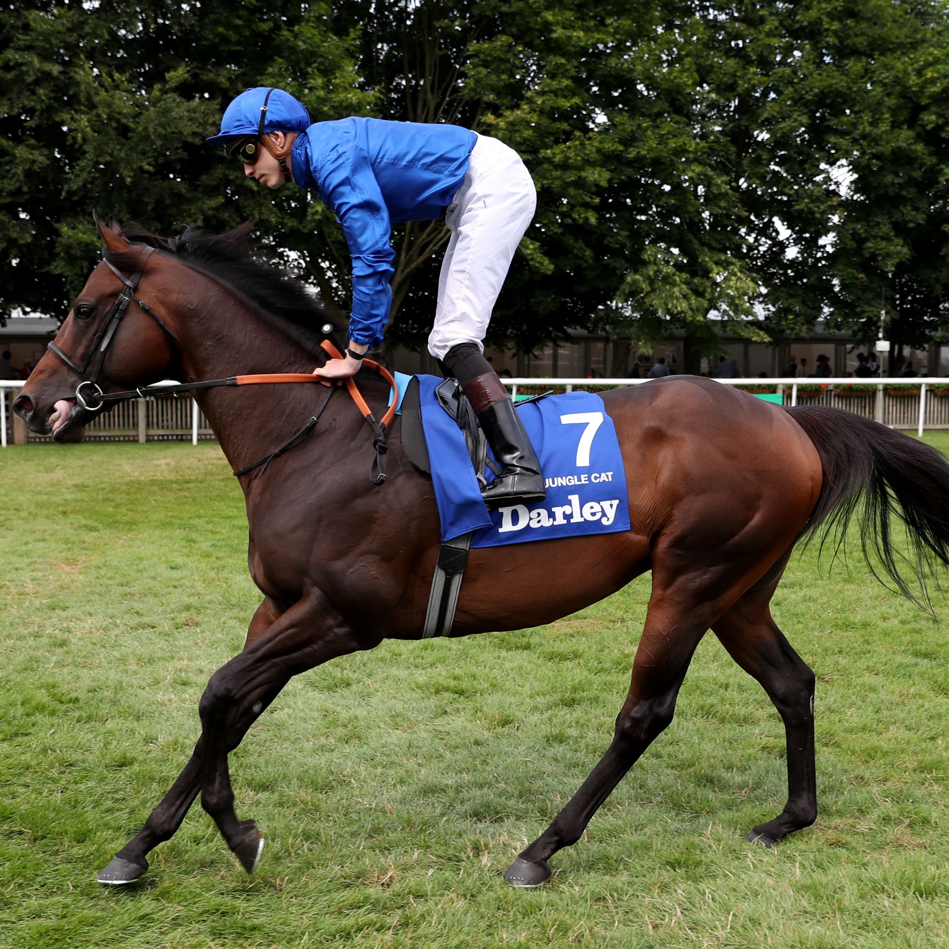 Jungle Cat who will bid for more Group One glory in Australia (