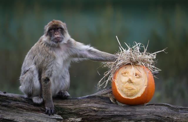 Monkeys investigate pumpkin