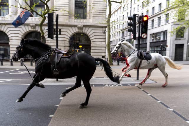 Household Cavalry horses Trojan (Black, left) and Vida (grey) on the loose on the streets of London in April (Jordan Pettitt/PA)