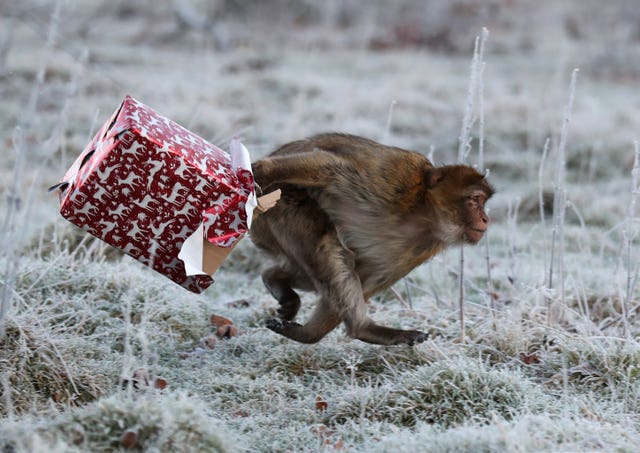 Barbary macaques at Christmas