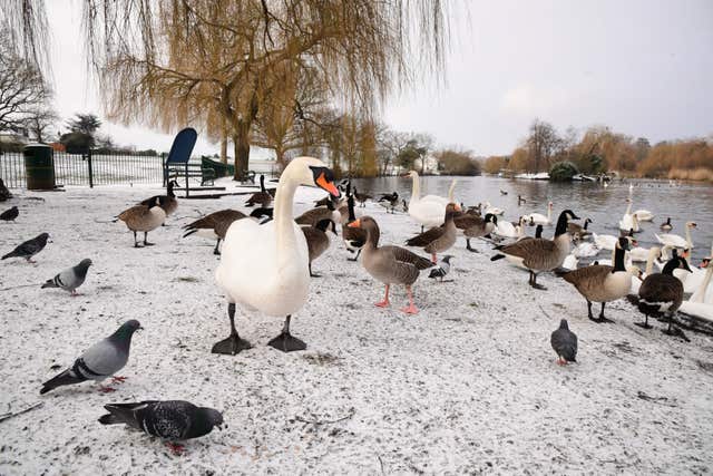 Swans and pigeons stand on the snow-covered ground in Harrow Lodge Park, Hornchurch, Essex 