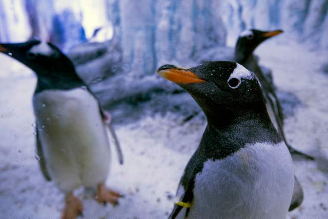 Gentoo penguins