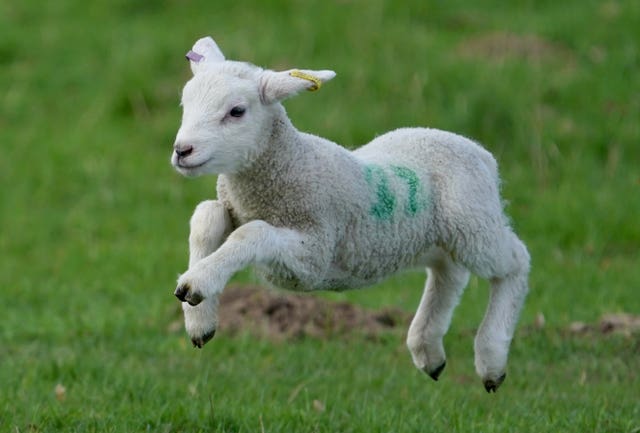 A lamb jumping in a field near Ashford in Kent