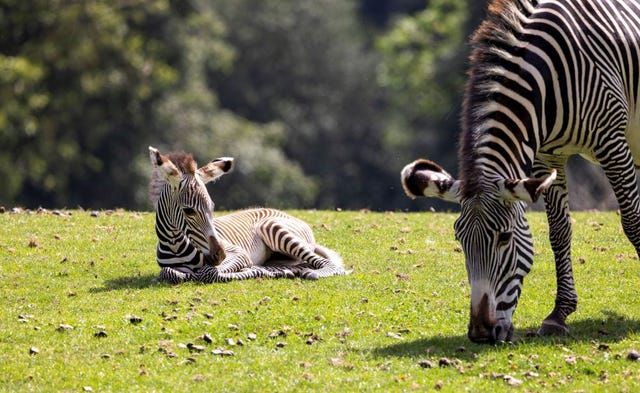 Female zebra foal Yahna 