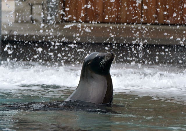 Sea lion