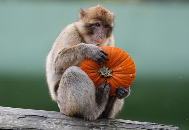 A macaque holds a pumpkin at Blair Drummond Safari Park (Andrew Milligan/PA)