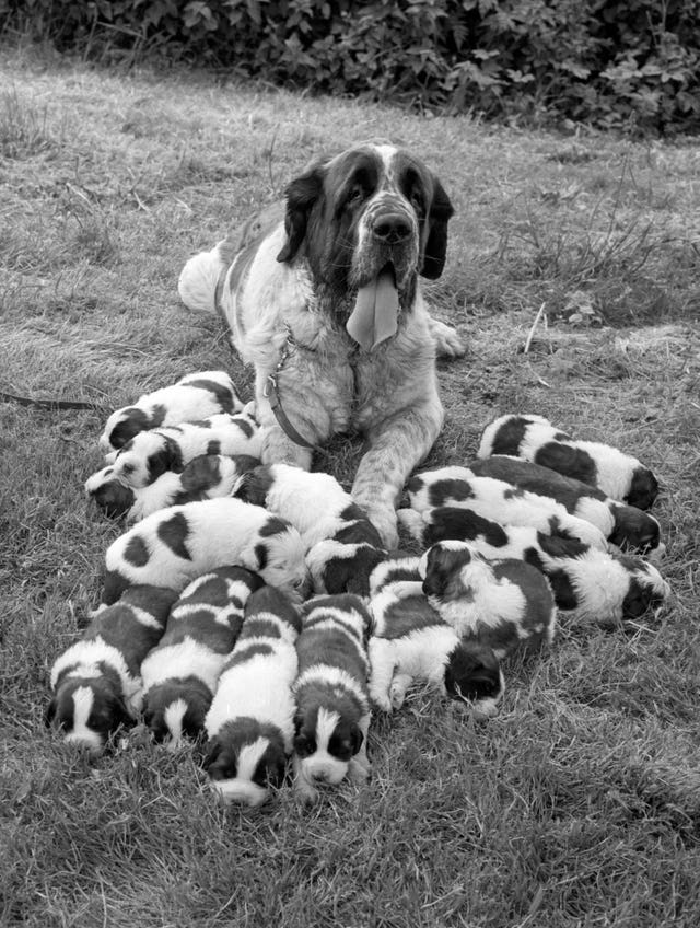 A dog with her 15 puppies