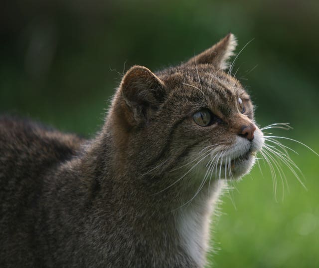 Wildcats are classed as critically endangered in the assessment (Martin Keene/PA)