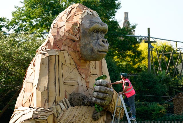 Dan McGavin, Design Director from Bakehouse Factory, inspects a giant interactive gorilla sculpture ‘Wilder’, during it’s unveiling to mark the final opening weeks of Bristol Zoo Gardens in Bristol. Picture date: Thursday July 21, 2022
